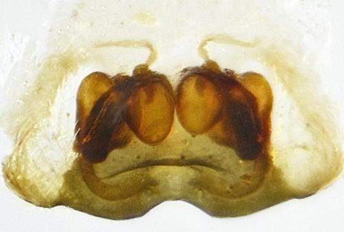Clubiona brevipes